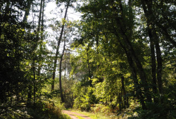 REUNIONS POUR LA FORET DE RIOUX-MARTIN, mardi 20 juin 2023 à partir de 17h30