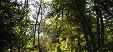 REUNIONS POUR LA FORET DE RIOUX-MARTIN, mardi 20 juin 2023 à partir de 17h30