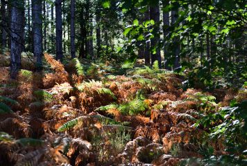 Invitation REUNION STRATEGIE FORESTIERE de RIOUX-MARTIN le 28/01/2026 à 18 h 30